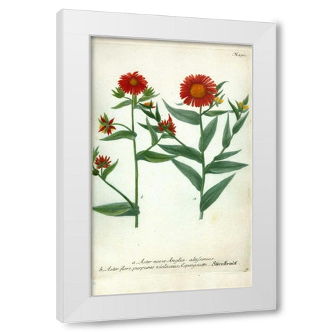 Aster, Plate 190 White Modern Wood Framed Art Print by Weinmann, Johann W.