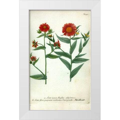 Aster, Plate 190 White Modern Wood Framed Art Print by Weinmann, Johann W.