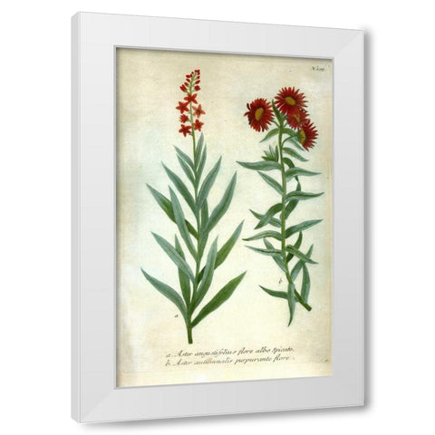 Aster, Plate 195 White Modern Wood Framed Art Print by Weinmann, Johann W.