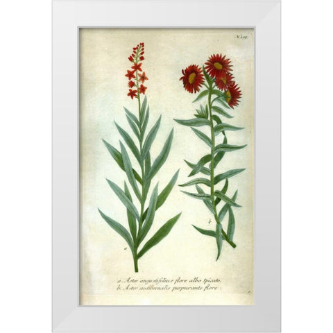 Aster, Plate 195 White Modern Wood Framed Art Print by Weinmann, Johann W.