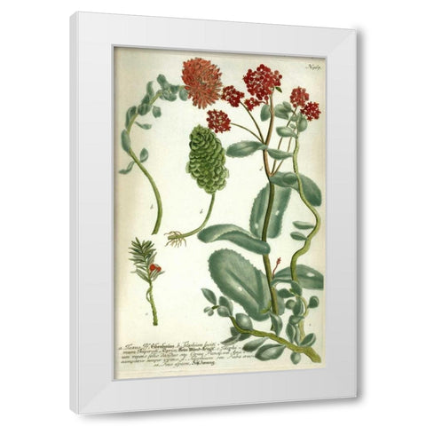 Sedum, Plate 967 White Modern Wood Framed Art Print by Weinmann, Johann W.