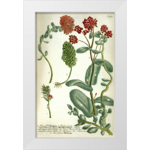 Sedum, Plate 967 White Modern Wood Framed Art Print by Weinmann, Johann W.