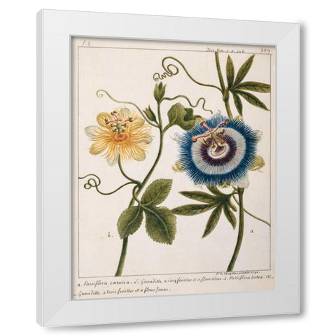 Passiflora Caerulea White Modern Wood Framed Art Print by Chazelles, Laurent