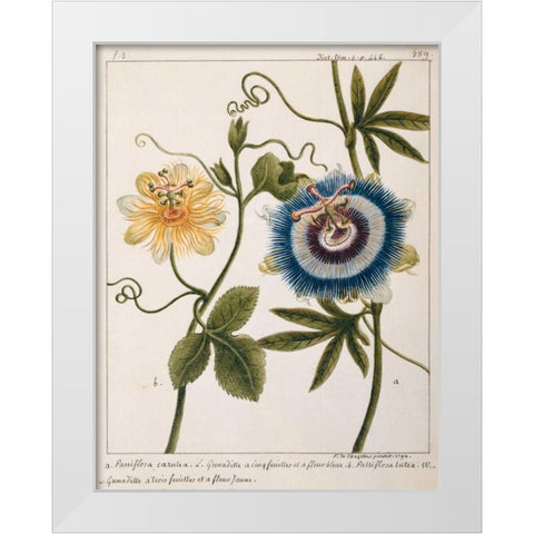 Passiflora Caerulea White Modern Wood Framed Art Print by Chazelles, Laurent