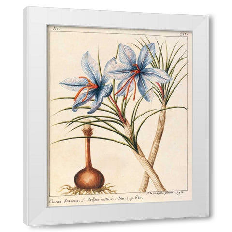 Crocus Sativius White Modern Wood Framed Art Print by De Chazelles, Laurent