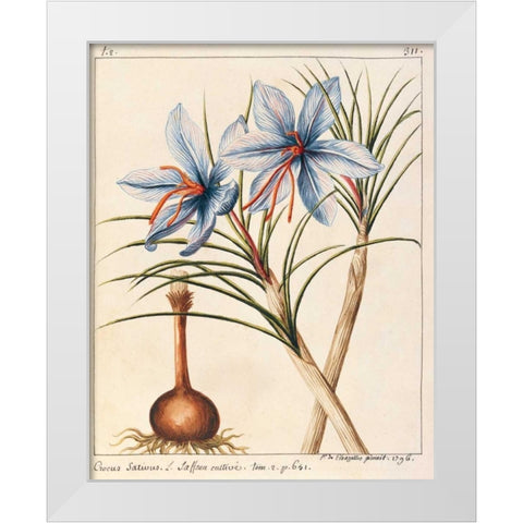 Crocus Sativius White Modern Wood Framed Art Print by De Chazelles, Laurent