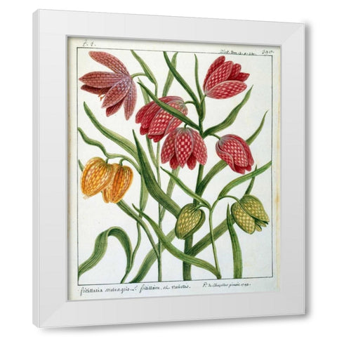 Fritillaria Meleagris White Modern Wood Framed Art Print by De Chazelles, Laurent