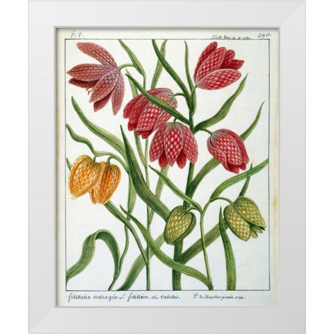 Fritillaria Meleagris White Modern Wood Framed Art Print by De Chazelles, Laurent
