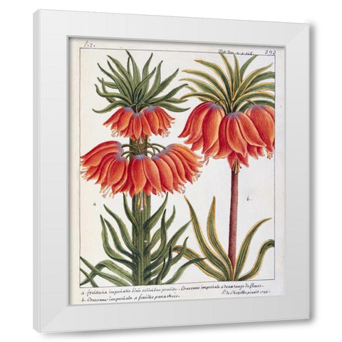 Fritillaria Imperialis White Modern Wood Framed Art Print by De Chazelles, Laurent