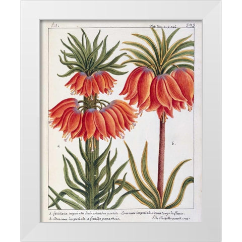 Fritillaria Imperialis White Modern Wood Framed Art Print by De Chazelles, Laurent