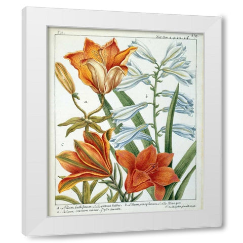 Lilium Bulbiferum White Modern Wood Framed Art Print by De Chazelles, Laurent
