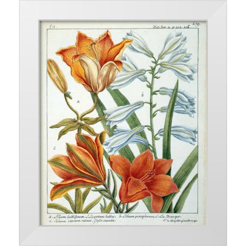 Lilium Bulbiferum White Modern Wood Framed Art Print by De Chazelles, Laurent