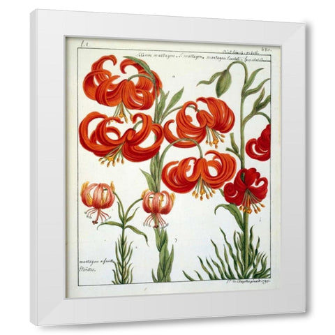Lilium Martagon White Modern Wood Framed Art Print by De Chazelles, Laurent