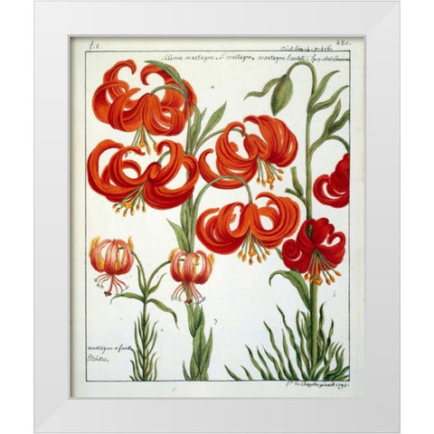 Lilium Martagon White Modern Wood Framed Art Print by De Chazelles, Laurent
