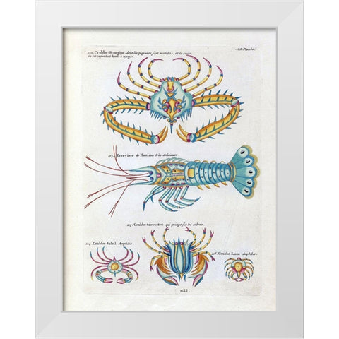 Crabbe- Scorpion White Modern Wood Framed Art Print by Renard, Louis