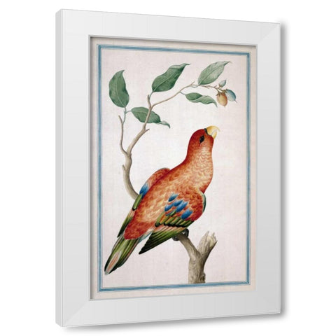 Lory, Right facing White Modern Wood Framed Art Print by De Bevere, Pieter