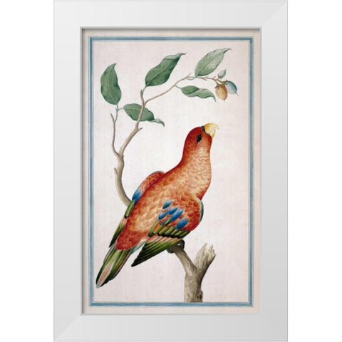 Lory, Right facing White Modern Wood Framed Art Print by De Bevere, Pieter