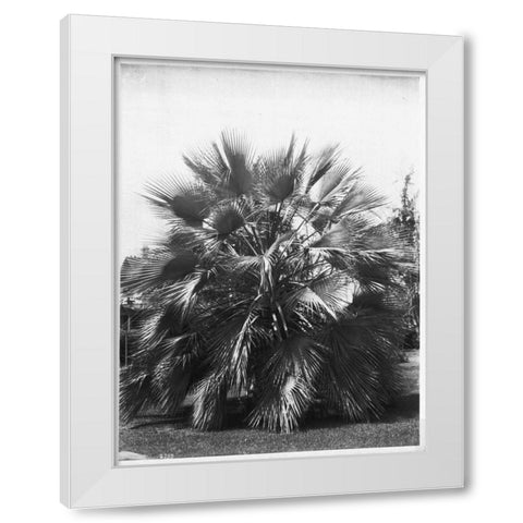 Blue Palm Tree, c1910 White Modern Wood Framed Art Print by Anonymous