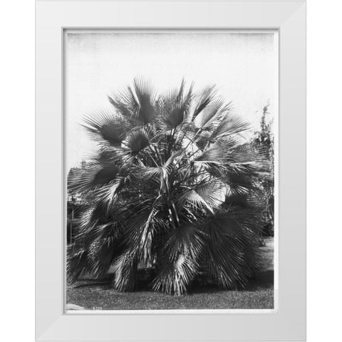 Blue Palm Tree, c1910 White Modern Wood Framed Art Print by Anonymous