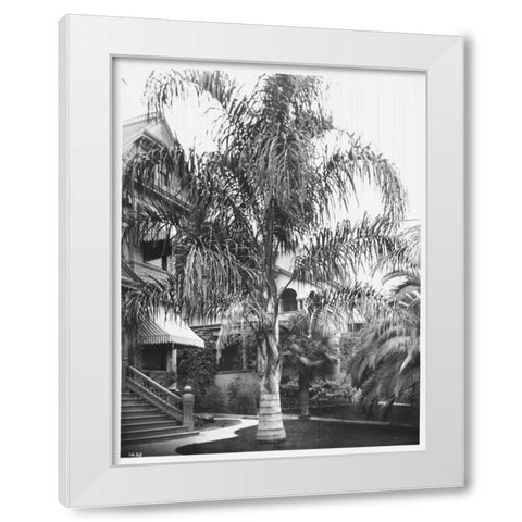 Palm, Cocos Plumosos, L.A., c 1910 White Modern Wood Framed Art Print by Anonymous