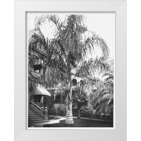 Palm, Cocos Plumosos, L.A., c 1910 White Modern Wood Framed Art Print by Anonymous