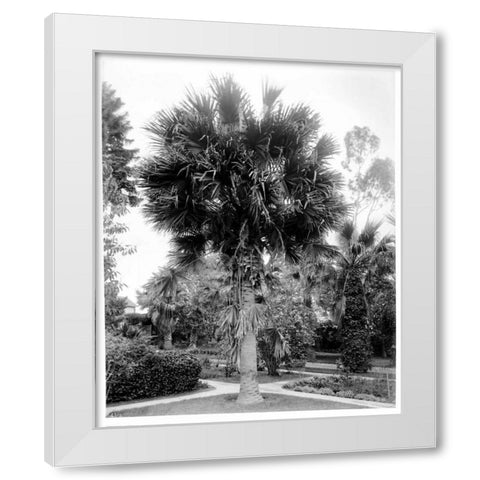 Palm. L.A. Park, c1910 White Modern Wood Framed Art Print by Anonymous