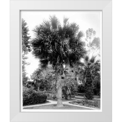 Palm. L.A. Park, c1910 White Modern Wood Framed Art Print by Anonymous