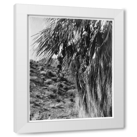 Fan Palm, Fruit, c 1910 White Modern Wood Framed Art Print by Anonymous