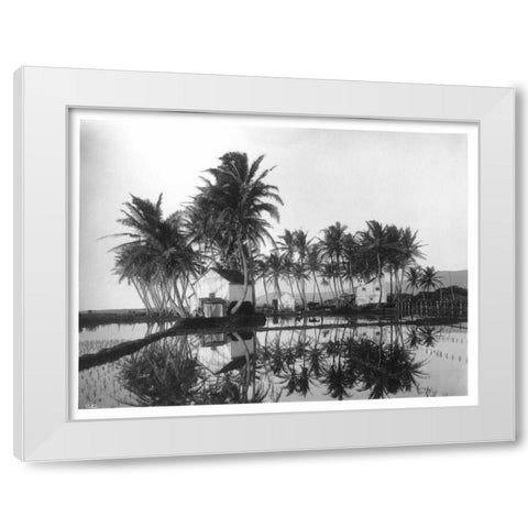 Palms, Hawaiian Rice Paddies, 1907 White Modern Wood Framed Art Print by Anonymous