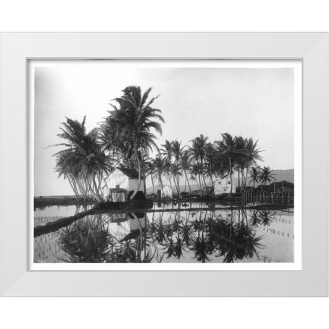 Palms, Hawaiian Rice Paddies, 1907 White Modern Wood Framed Art Print by Anonymous
