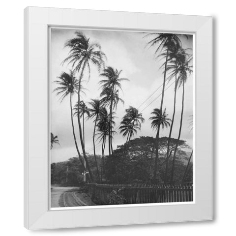 Coconut Palms, Honolulu, 1907 White Modern Wood Framed Art Print by Anonymous