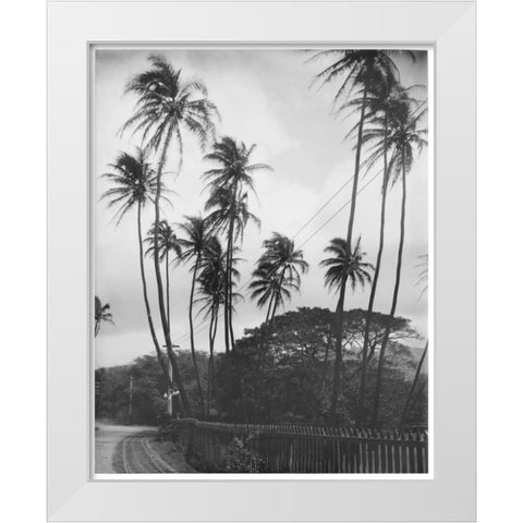 Coconut Palms, Honolulu, 1907 White Modern Wood Framed Art Print by Anonymous