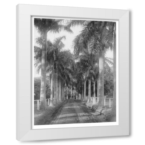 Royal Palm Ave, Honolulu, 1907 White Modern Wood Framed Art Print by Anonymous