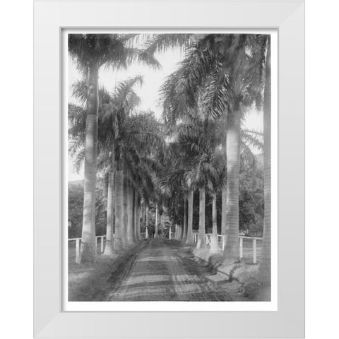Royal Palm Ave, Honolulu, 1907 White Modern Wood Framed Art Print by Anonymous