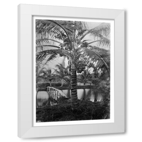 Coconut Palm, Hawaii, 1907-20 White Modern Wood Framed Art Print by Anonymous
