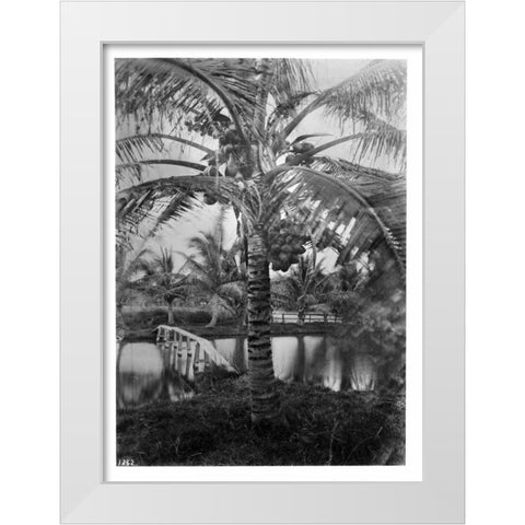 Coconut Palm, Hawaii, 1907-20 White Modern Wood Framed Art Print by Anonymous
