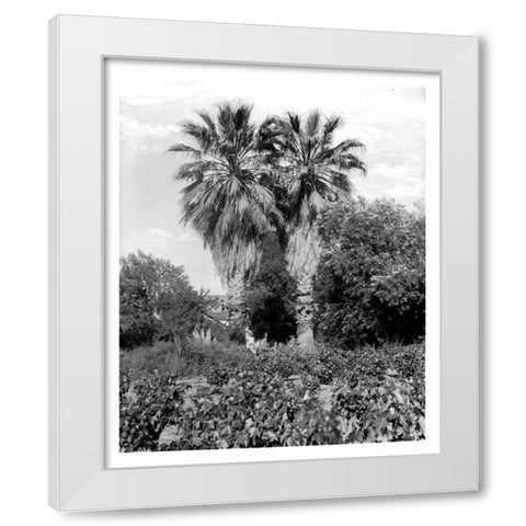 Old Palm Trees, South Pasadena, c1910 White Modern Wood Framed Art Print by Anonymous