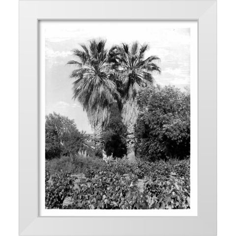 Old Palm Trees, South Pasadena, c1910 White Modern Wood Framed Art Print by Anonymous