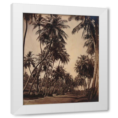 Coconut Palms, Coonoor India 1870 White Modern Wood Framed Art Print by Anonymous