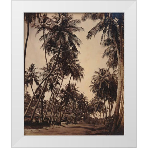 Coconut Palms, Coonoor India 1870 White Modern Wood Framed Art Print by Anonymous