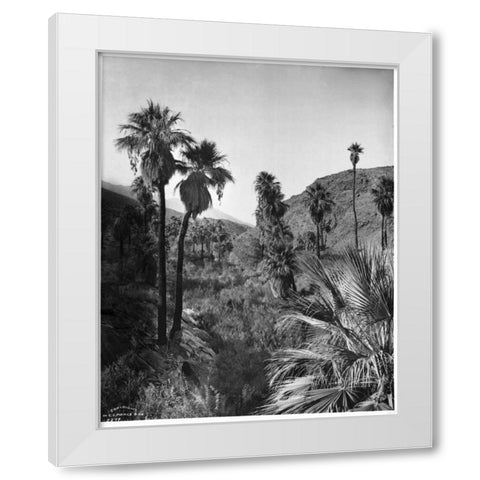 Palm Canyon, Palm Springs c,1903 White Modern Wood Framed Art Print by Anonymous