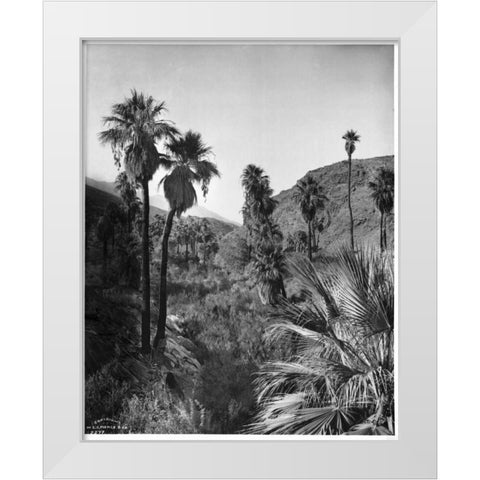 Palm Canyon, Palm Springs c,1903 White Modern Wood Framed Art Print by Anonymous