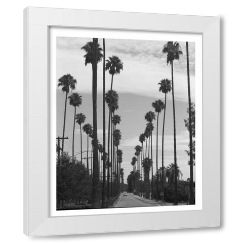 Palm Trees, Victoria Ave, Riverside c1910 White Modern Wood Framed Art Print by Anonymous