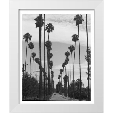 Palm Trees, Victoria Ave, Riverside c1910 White Modern Wood Framed Art Print by Anonymous
