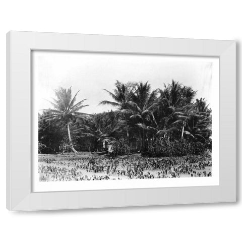 Taro fields, Date Palms, Hawaii 1907 White Modern Wood Framed Art Print by Anonymous