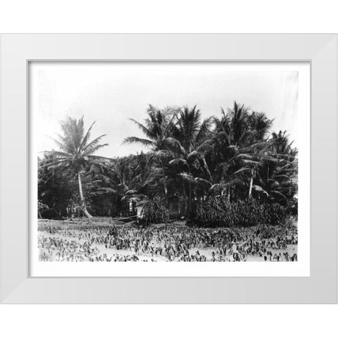 Taro fields, Date Palms, Hawaii 1907 White Modern Wood Framed Art Print by Anonymous