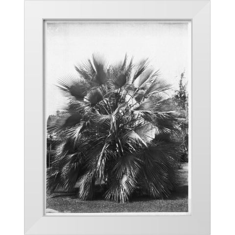 Blue Palm Tree, Figueroa St c1920 White Modern Wood Framed Art Print by Anonymous