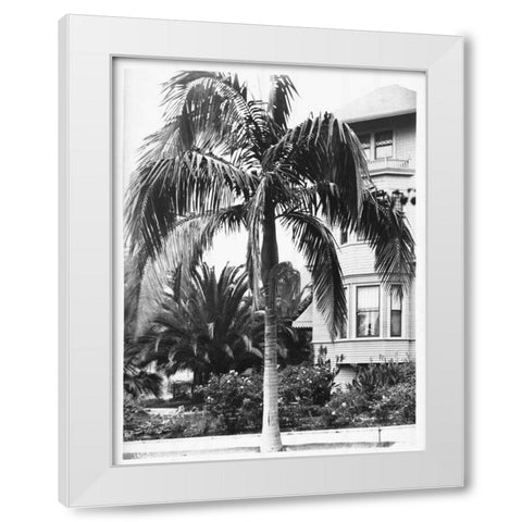Palm, Seaforchia Elygans, CA c 1920 White Modern Wood Framed Art Print by Anonymous
