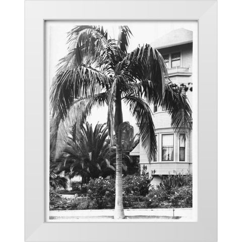 Palm, Seaforchia Elygans, CA c 1920 White Modern Wood Framed Art Print by Anonymous