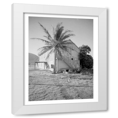 Palm Tree, Naval Magazine Bldg, Hawaii, c1907 White Modern Wood Framed Art Print by Anonymous